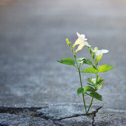 Naturaleza-Urbana Naturaleza-Urbana